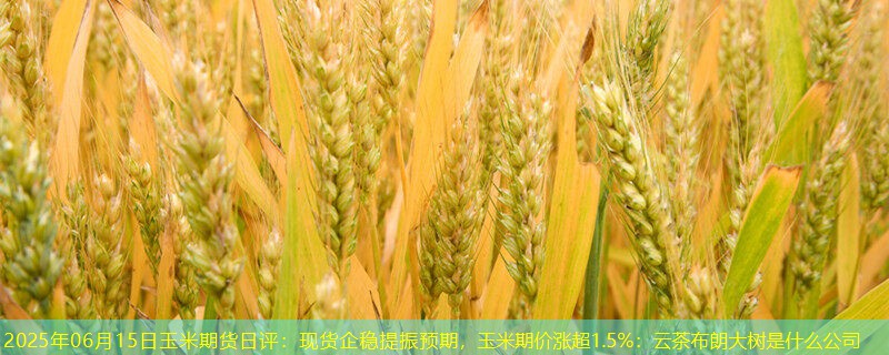 2025年06月15日玉米期货日评：现货企稳提振预期，玉米期价涨超1.5%