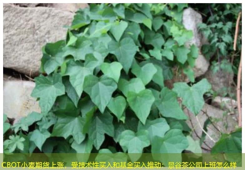 CBOT小麦期货上涨，受技术性买入和基金买入推动