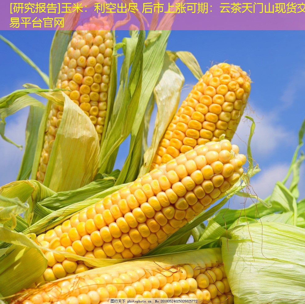 [研究报告]玉米：利空出尽 后市上涨可期