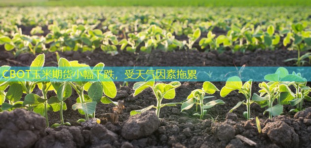 CBOT玉米期货小幅下跌，受天气因素拖累