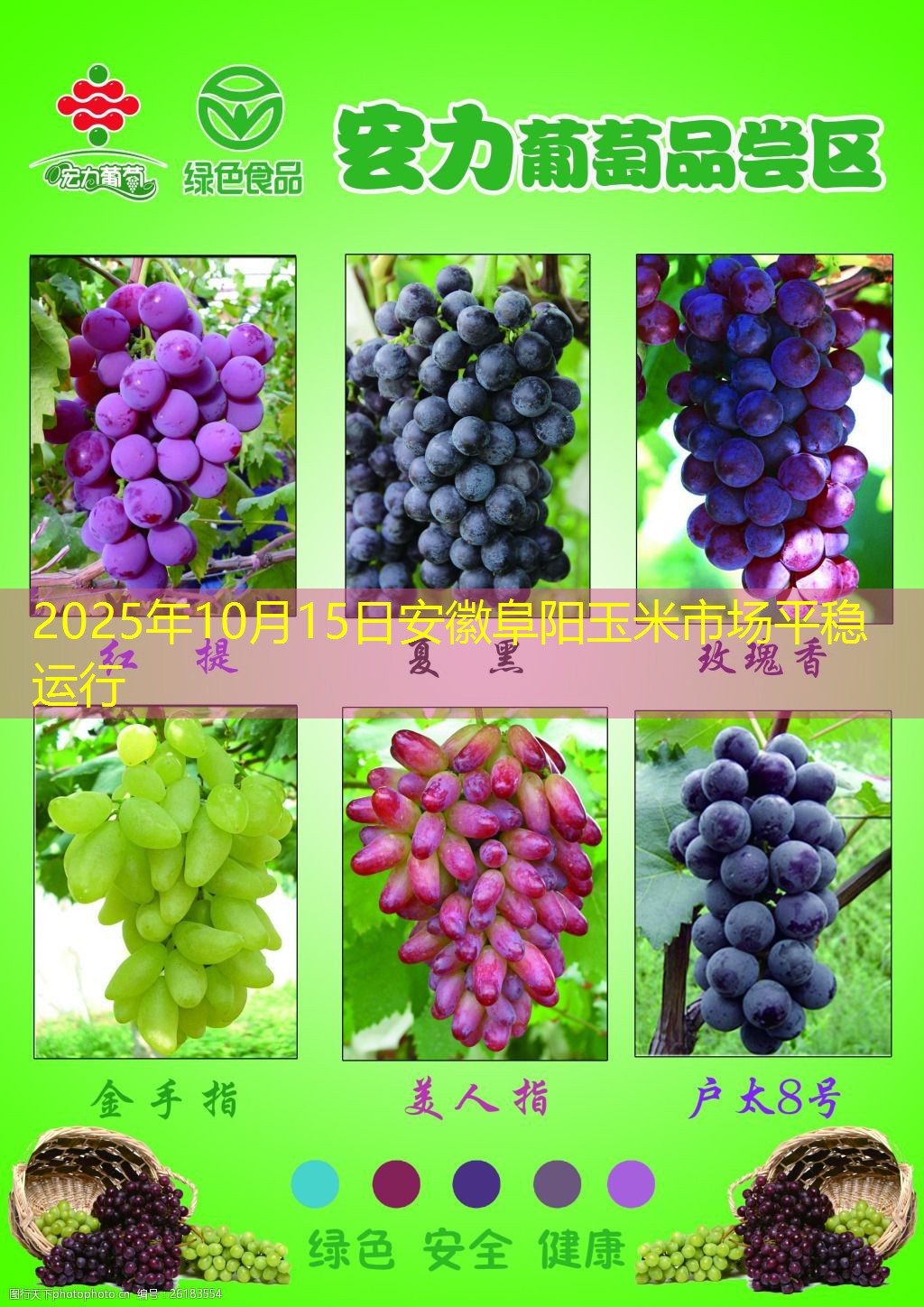 2025年10月15日安徽阜阳玉米市场平稳运行