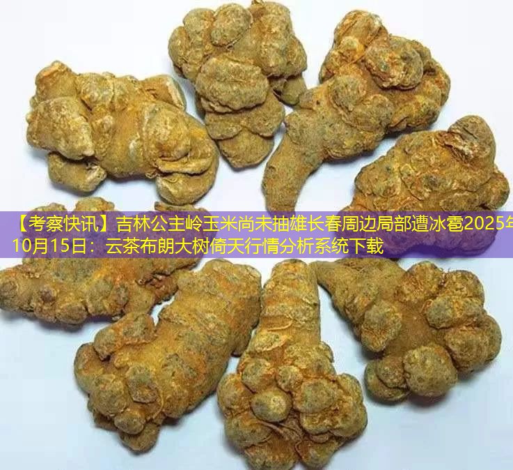 【考察快讯】吉林公主岭玉米尚未抽雄长春周边局部遭冰雹2025年10月15日