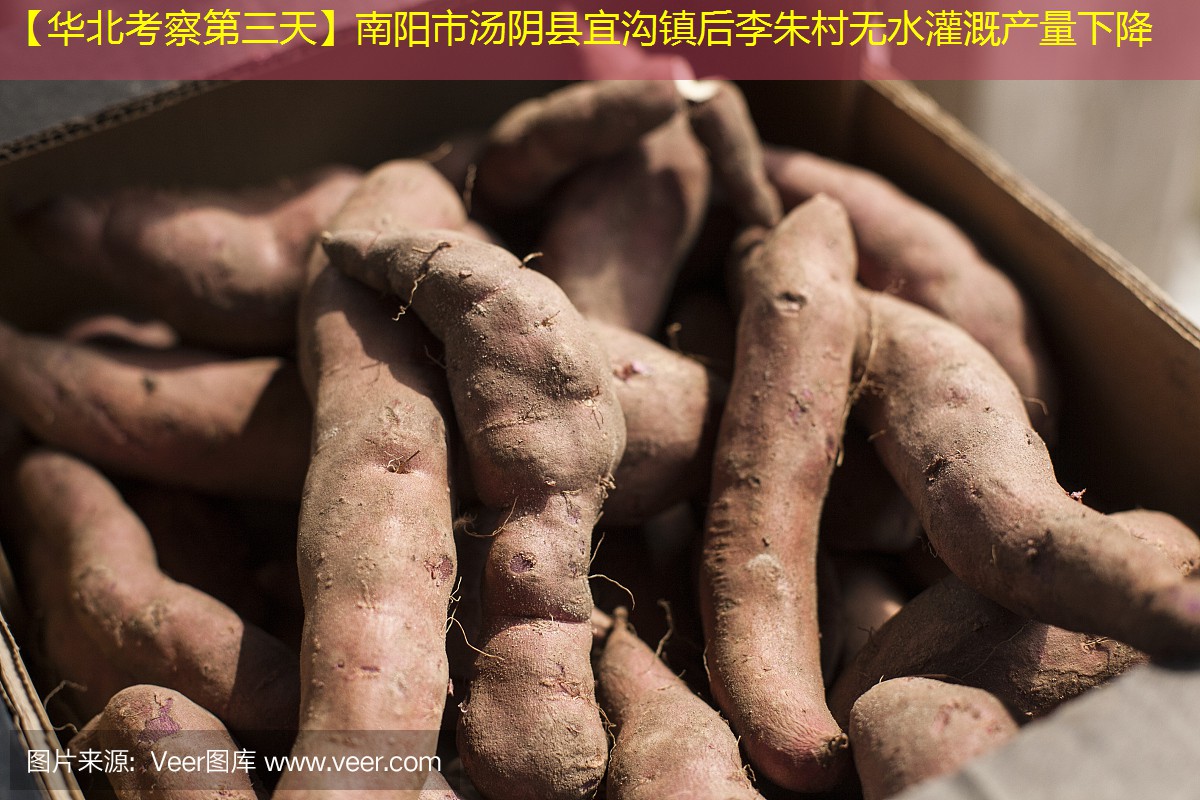 【华北考察第三天】南阳市汤阴县宜沟镇后李朱村无水灌溉产量下降