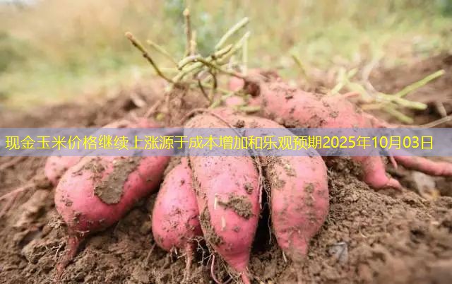 现金玉米价格继续上涨源于成本增加和乐观预期2025年10月03日