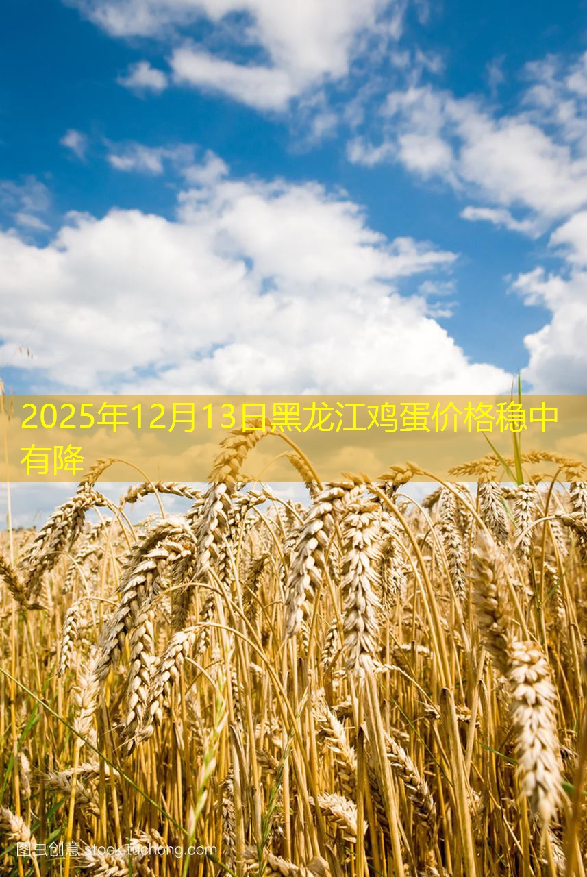2025年12月13日黑龙江鸡蛋价格稳中有降