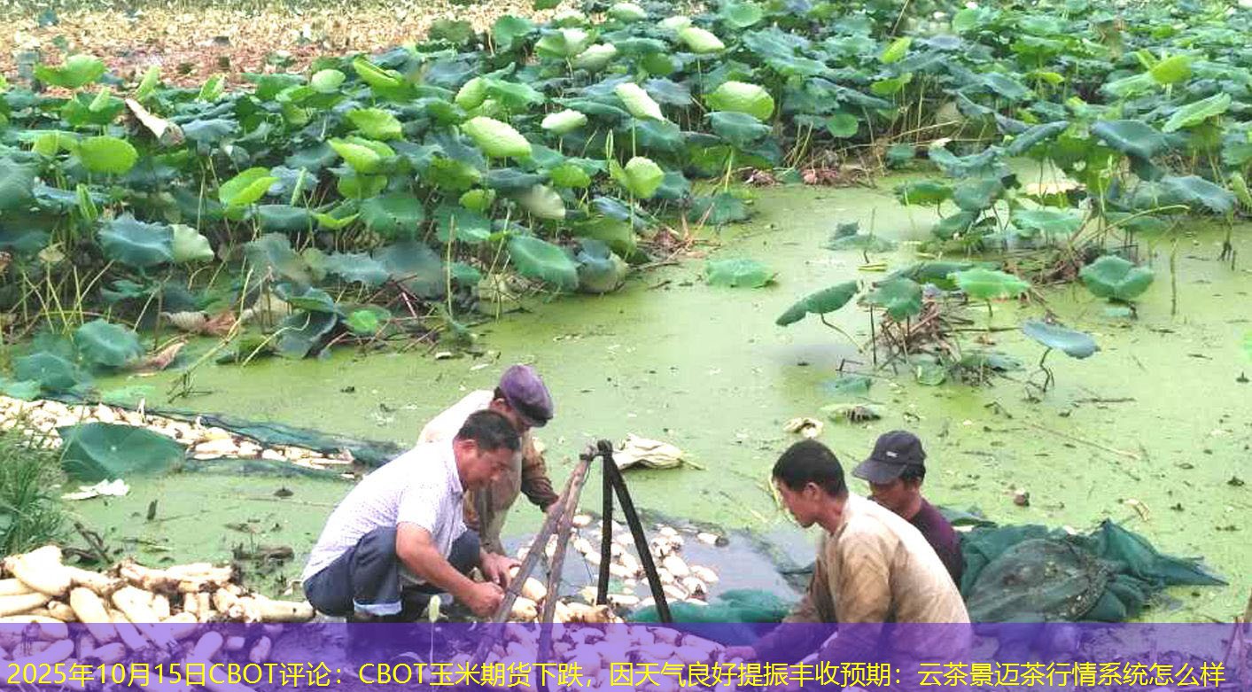 2025年10月15日CBOT评论：CBOT玉米期货下跌，因天气良好提振丰收预期