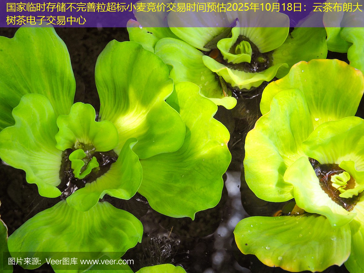 国家临时存储不完善粒超标小麦竞价交易时间预估2025年10月18日