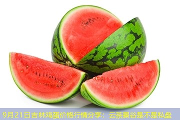 9月21日吉林鸡蛋价格行情分享