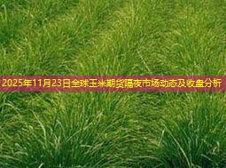 2025年11月23日全球玉米期货隔夜市场动态及收盘分析