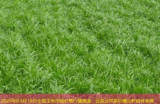 2025年03月18日全国玉米市场价格行情速递