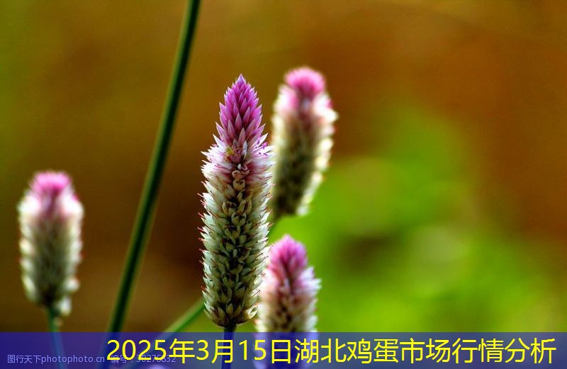 2025年3月15日湖北鸡蛋市场行情分析