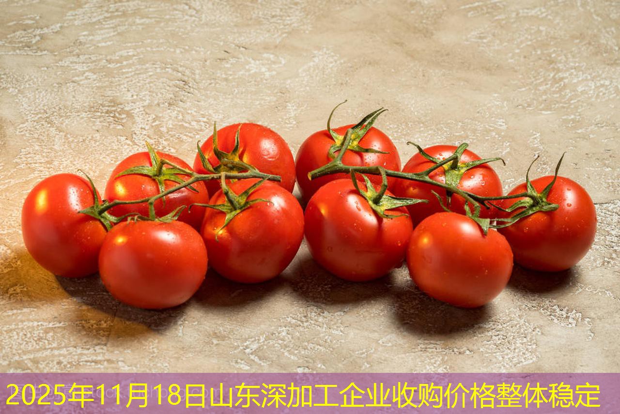 2025年11月18日山东深加工企业收购价格整体稳定