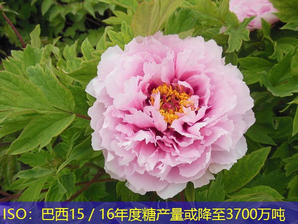 ISO：巴西15／16年度糖产量或降至3700万吨