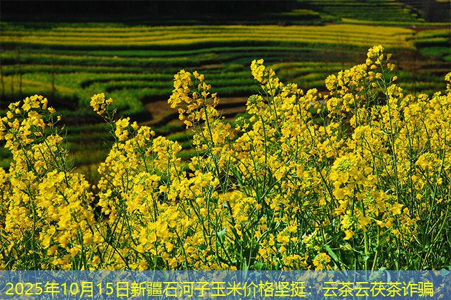 2025年10月15日新疆石河子玉米价格坚挺