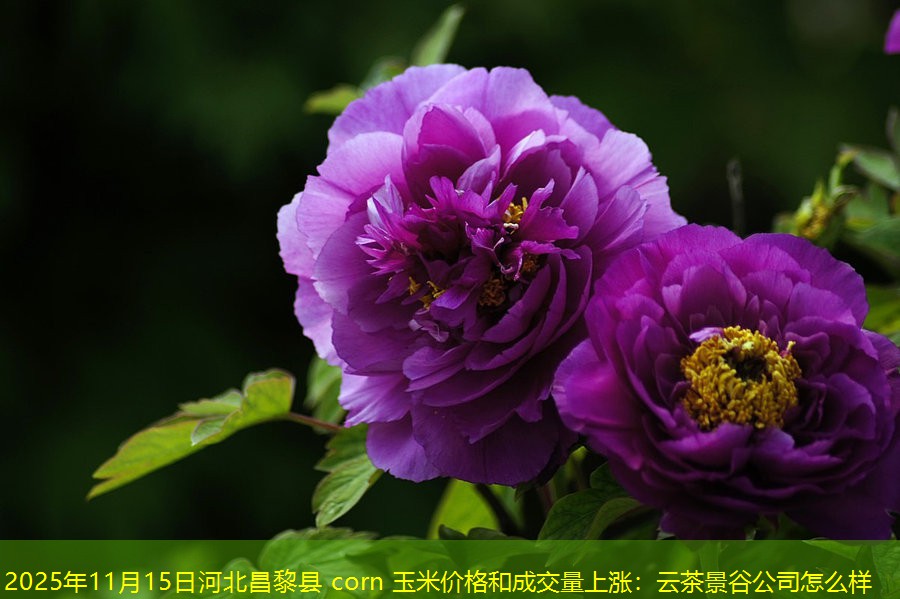 2025年11月15日河北昌黎县 corn 玉米价格和成交量上涨