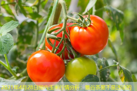 2031年4月28日国内玉米行情分析