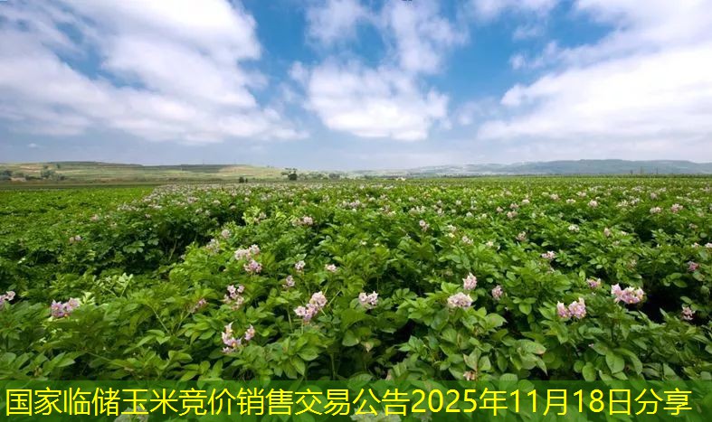 国家临储玉米竞价销售交易公告2025年11月18日分享