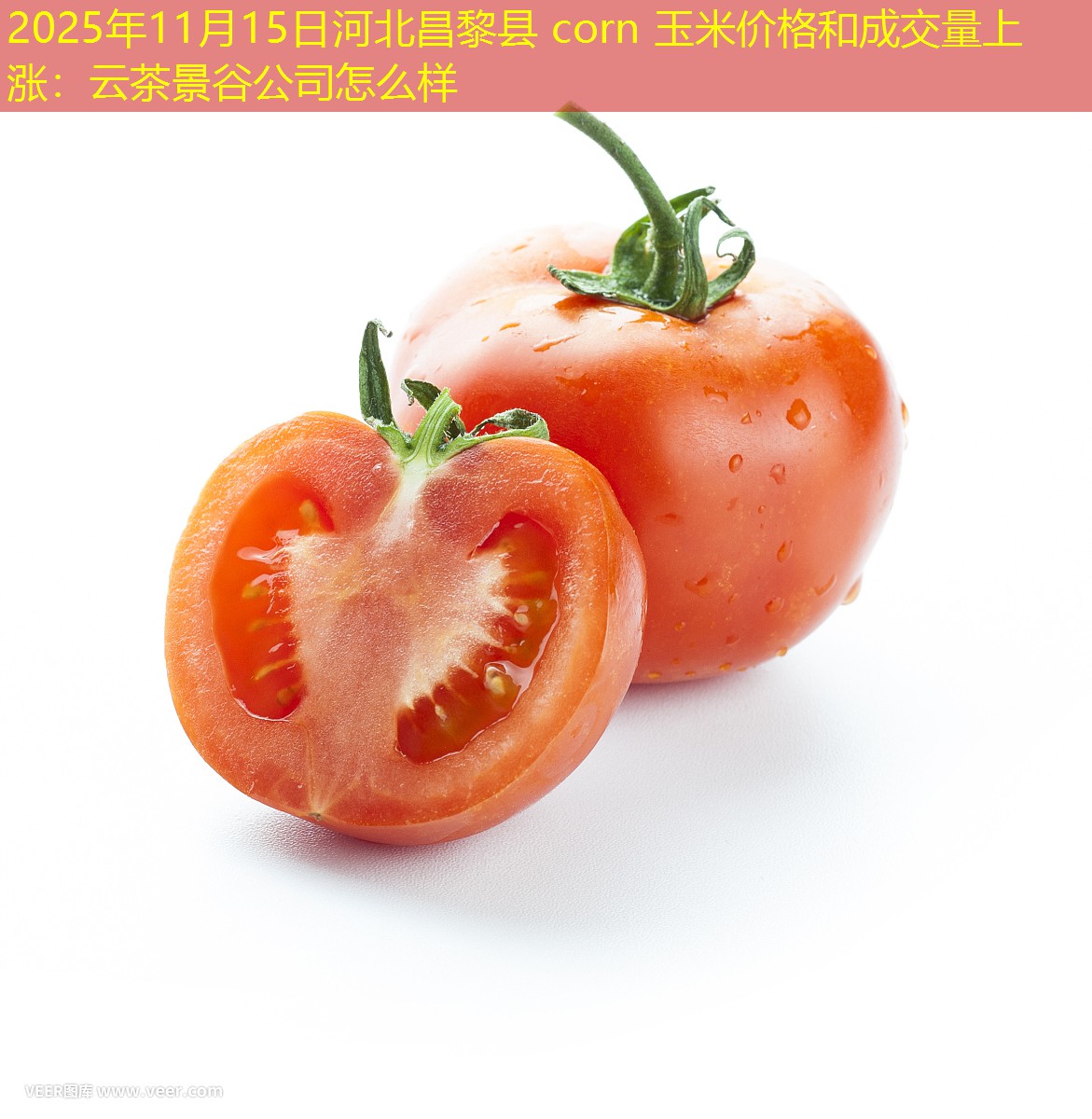 2025年11月15日河北昌黎县 corn 玉米价格和成交量上涨