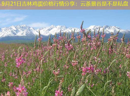 9月21日吉林鸡蛋价格行情分享