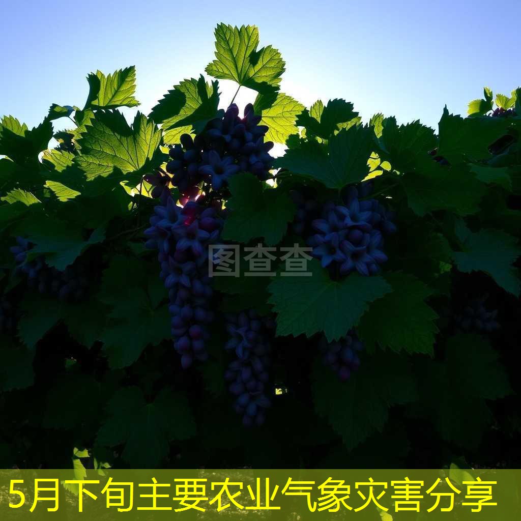 5月下旬主要农业气象灾害分享