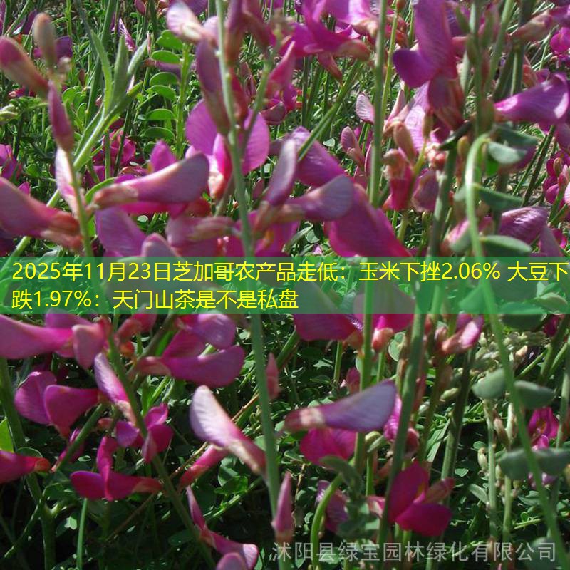 2025年11月23日芝加哥农产品走低：玉米下挫2.06% 大豆下跌1.97%