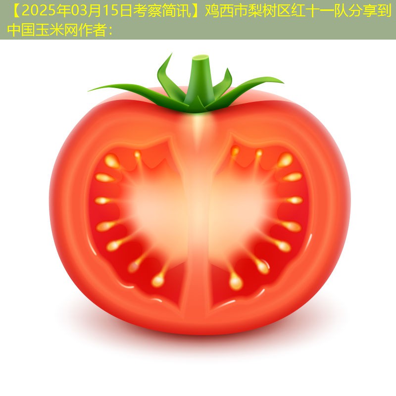 【2025年03月15日考察简讯】鸡西市梨树区红十一队分享到中国玉米网作者：