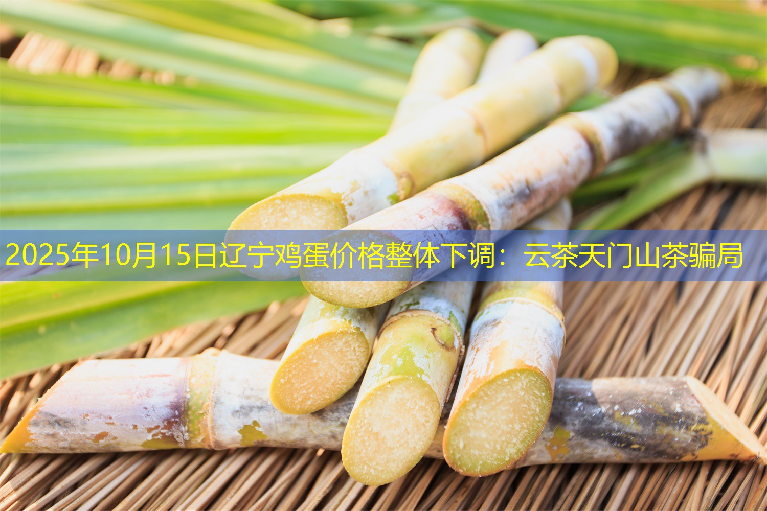 2025年10月15日辽宁鸡蛋价格整体下调