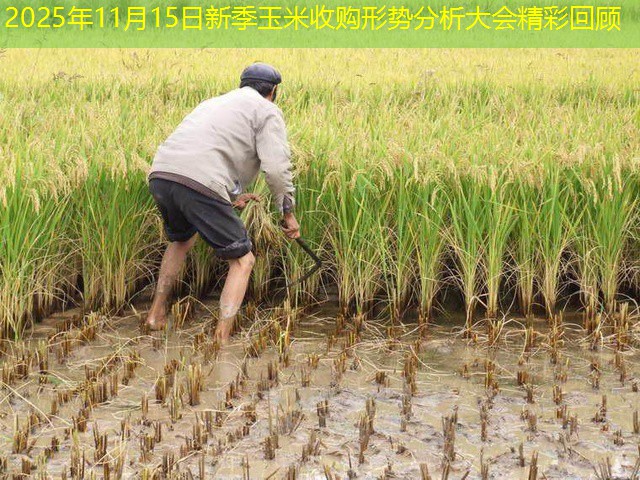 2025年11月15日新季玉米收购形势分析大会精彩回顾