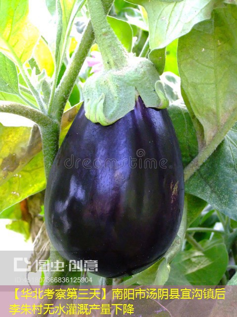 【华北考察第三天】南阳市汤阴县宜沟镇后李朱村无水灌溉产量下降