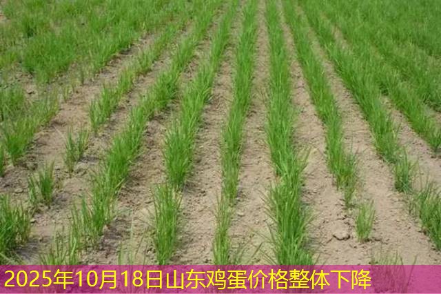 2025年10月18日山东鸡蛋价格整体下降