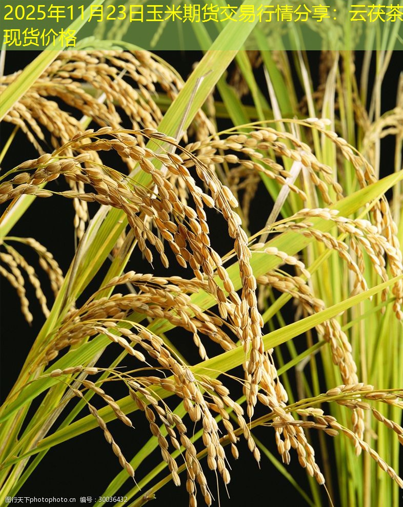 2025年11月23日玉米期货交易行情分享