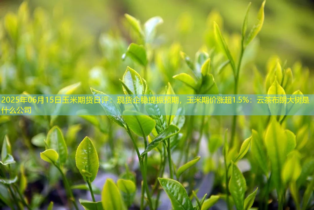 2025年06月15日玉米期货日评：现货企稳提振预期，玉米期价涨超1.5%
