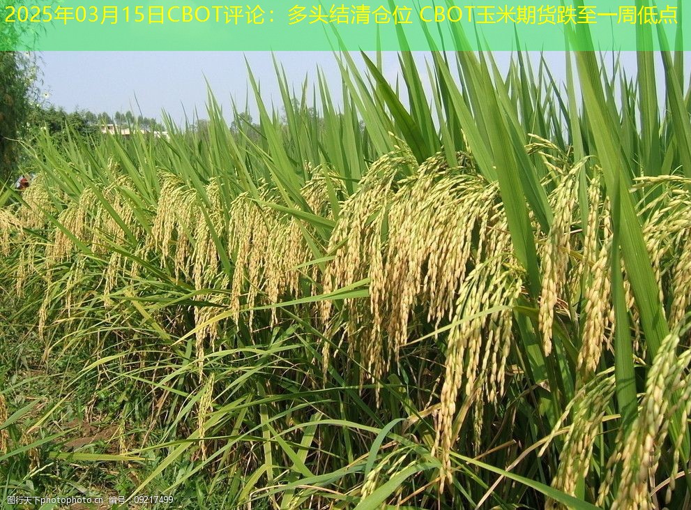2025年03月15日CBOT评论：多头结清仓位 CBOT玉米期货跌至一周低点