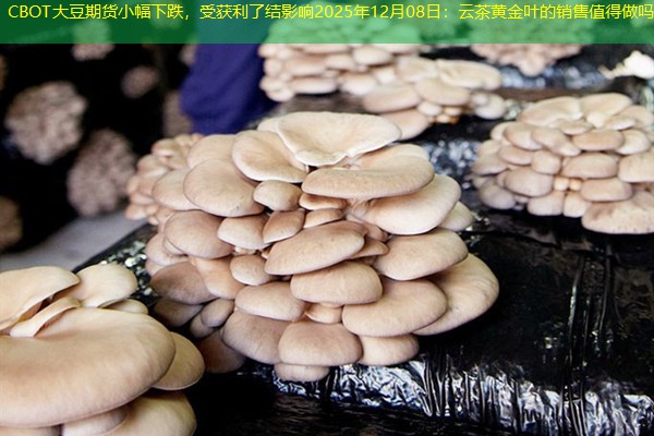 CBOT大豆期货小幅下跌，受获利了结影响2025年12月08日