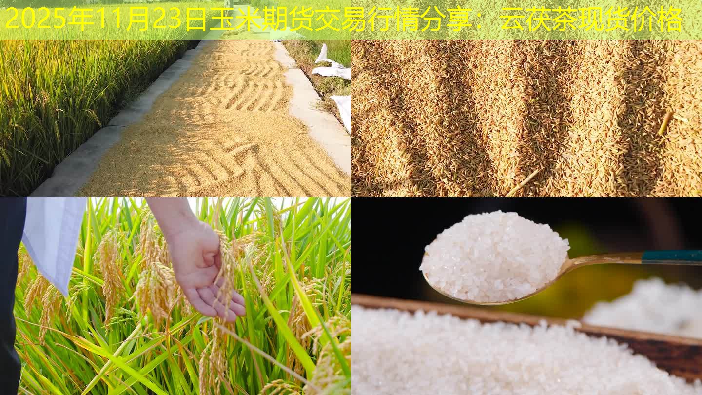 2025年11月23日玉米期货交易行情分享