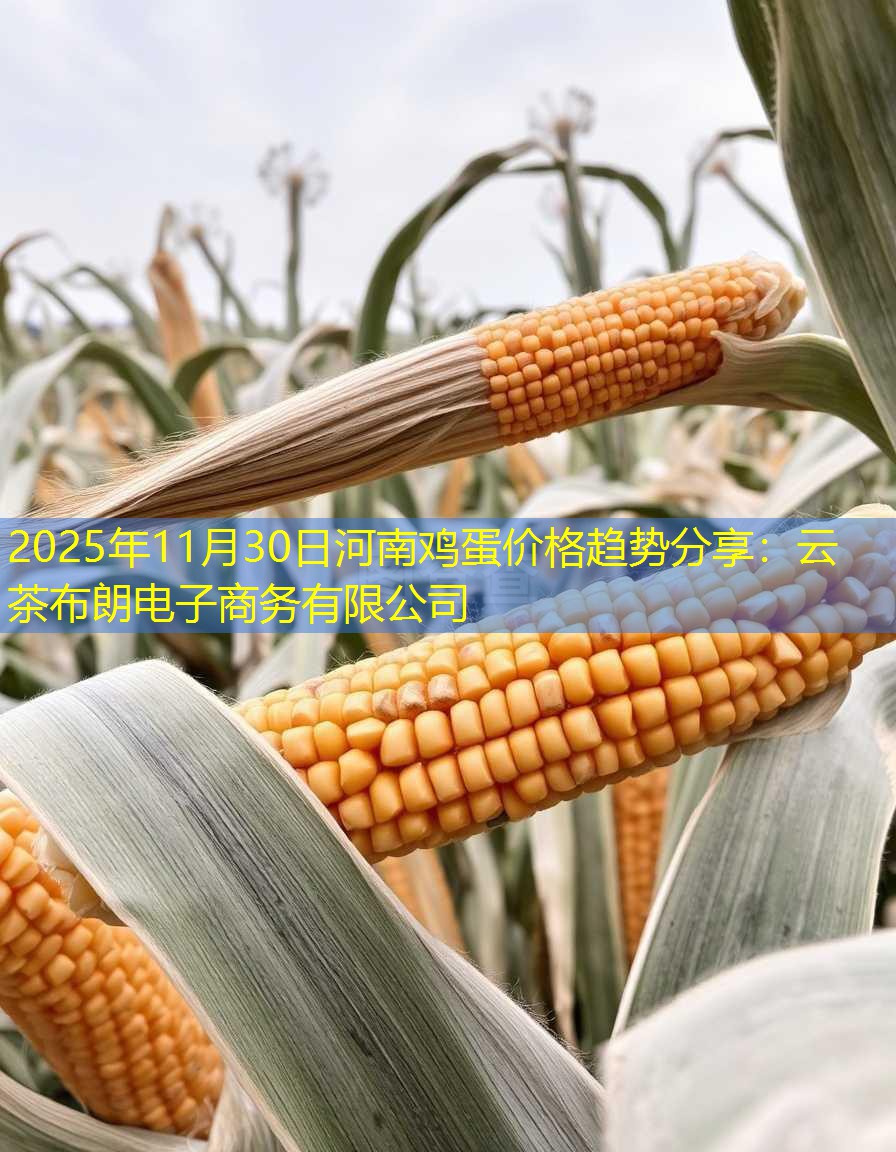 2025年11月30日河南鸡蛋价格趋势分享