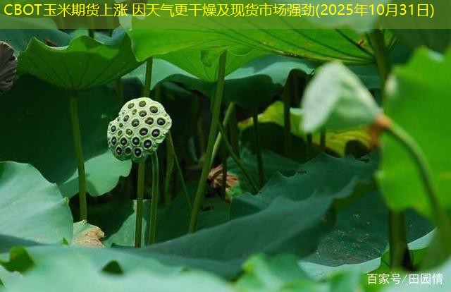 CBOT玉米期货上涨 因天气更干燥及现货市场强劲(2025年10月31日)