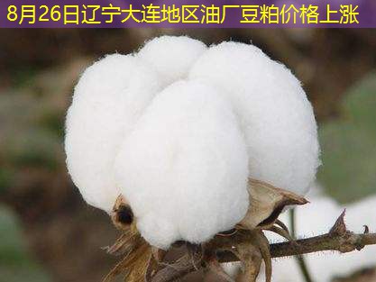 8月26日辽宁大连地区油厂豆粕价格上涨