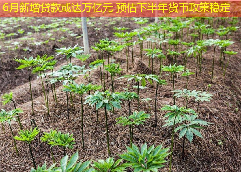 6月新增贷款或达万亿元 预估下半年货币政策稳定