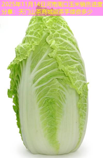 2025年11月14日河南周口玉米销售进度分享