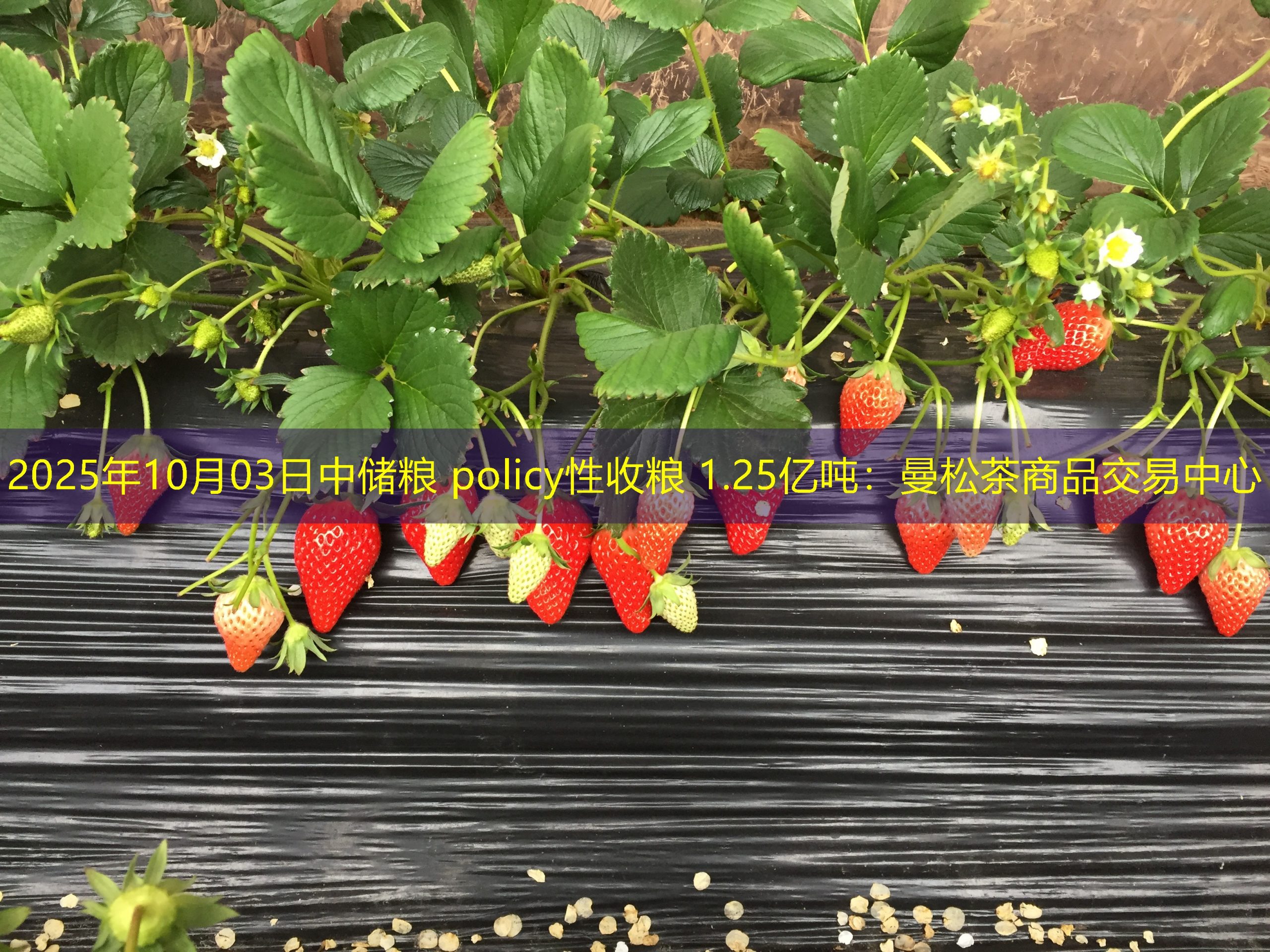 2025年10月03日中储粮 policy性收粮 1.25亿吨