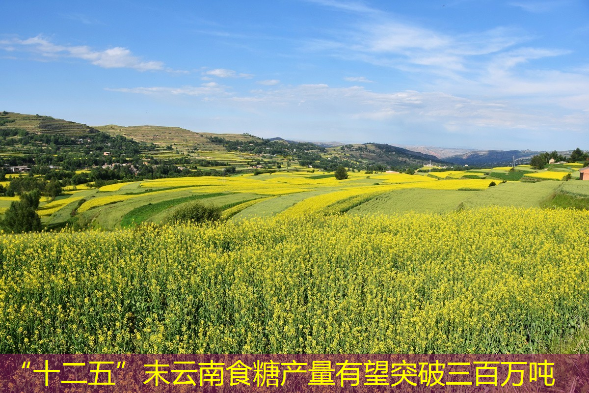 “十二五”末云南食糖产量有望突破三百万吨