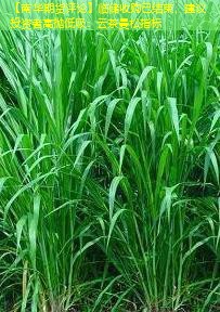 【南华期货评论】临储收购已结束，建议投资者高抛低吸