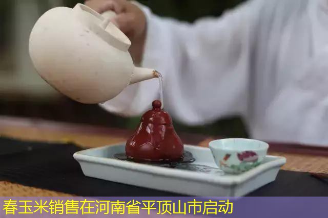 春玉米销售在河南省平顶山市启动