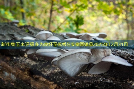 新作物玉米评级多为良好至优秀在安徽固镇县2025年12月31日