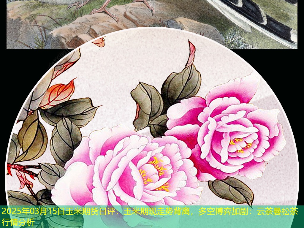 2025年03月15日玉米期货日评：玉米期现走势背离，多空博弈加剧