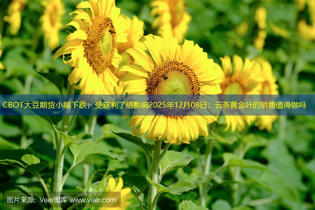 CBOT大豆期货小幅下跌，受获利了结影响2025年12月08日