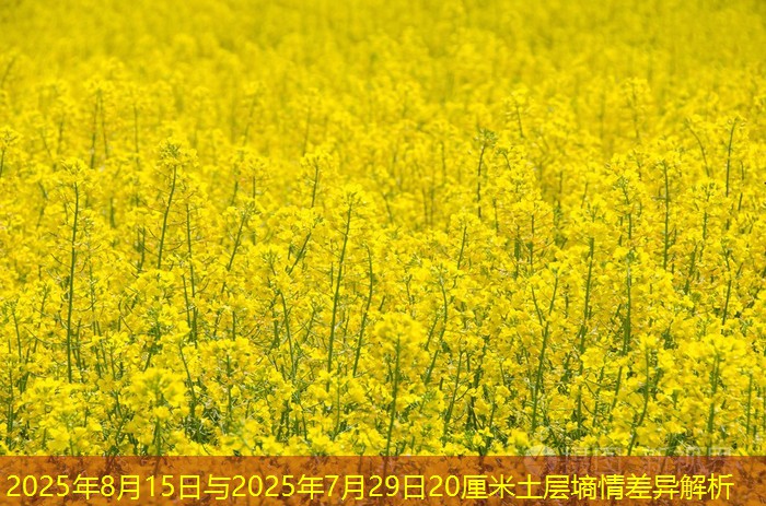 2025年8月15日与2025年7月29日20厘米土层墒情差异解析