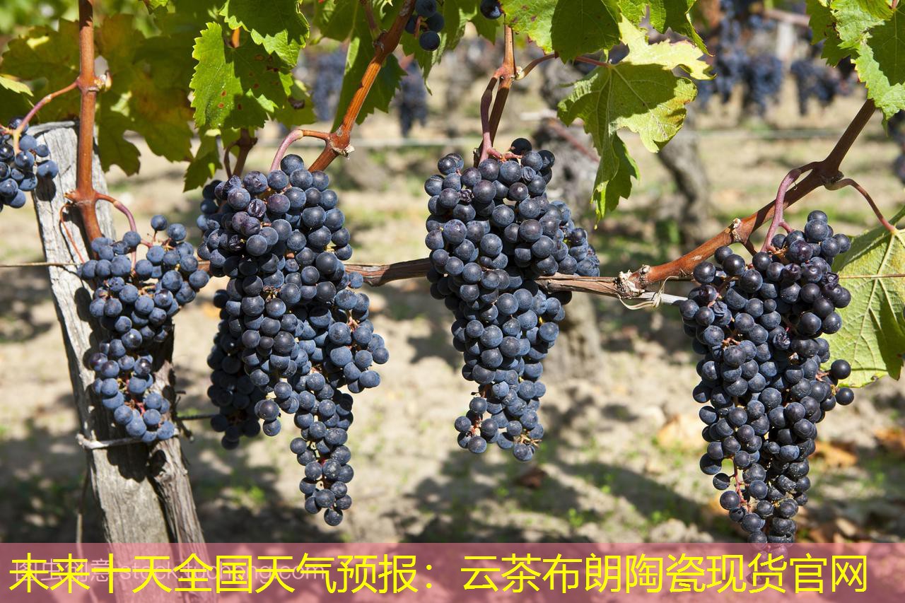 未来十天全国天气预报