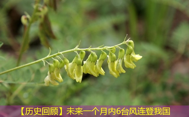 【历史回顾】未来一个月内6台风连登我国